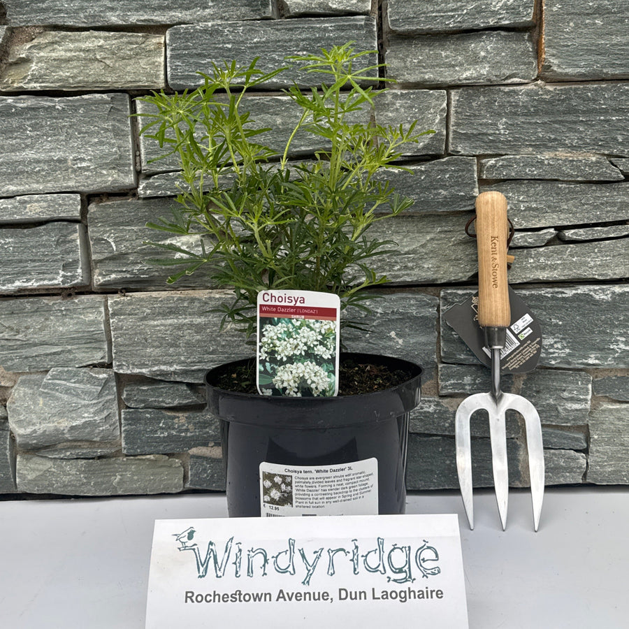 Choisya ternata white Dazzlier 3ltr pots