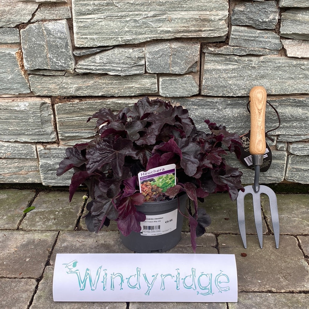 Heuchera Obsidian - Herbaceous - Windyridge Garden Centre