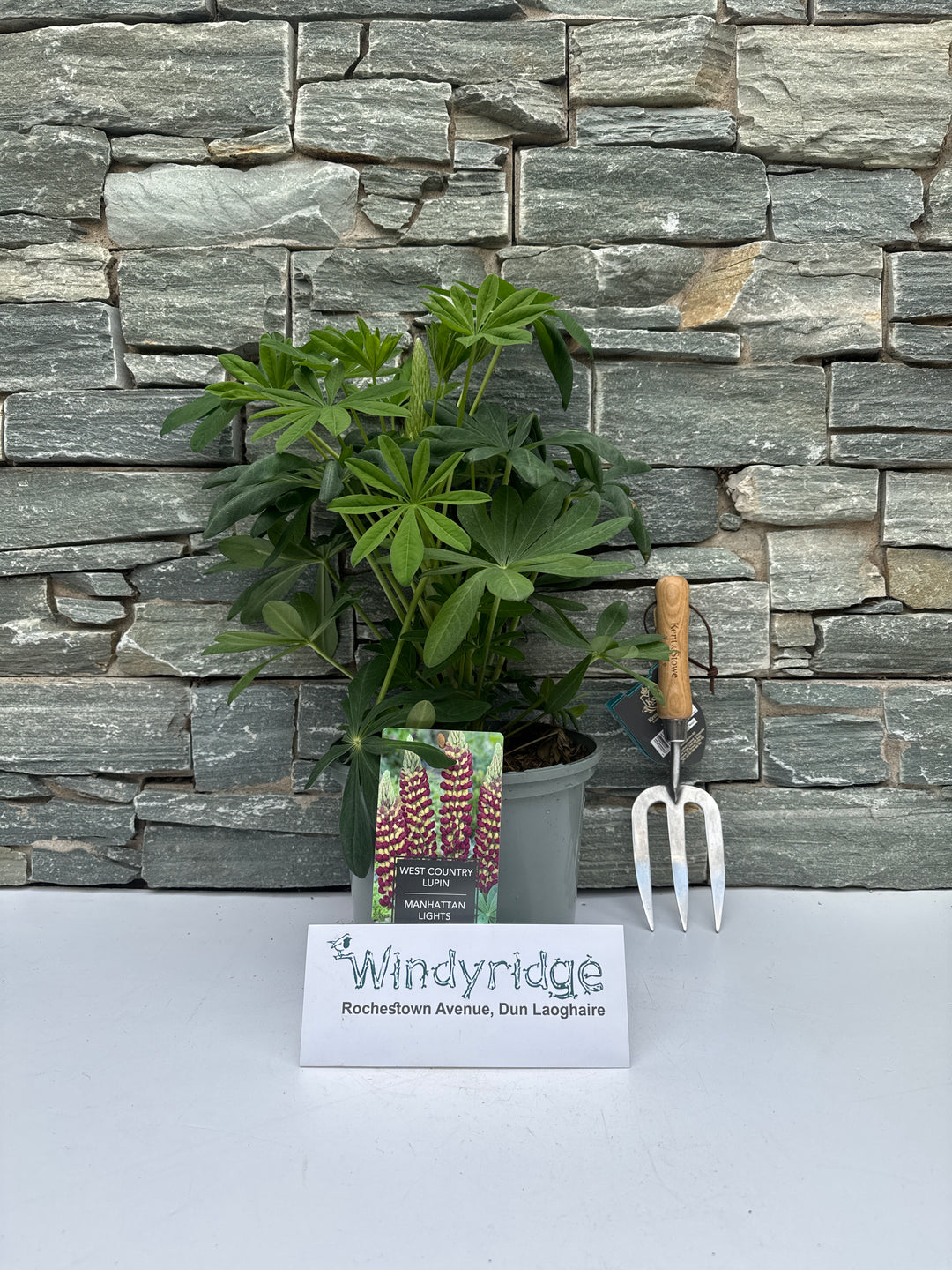 Lupin WC Manhattan Lights 5 Ltr