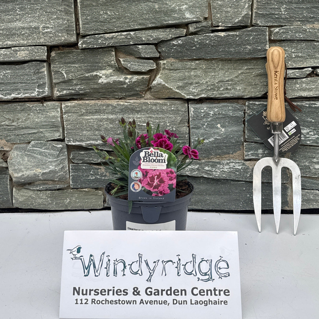 DIANTHUS Picture Perfect - Bedding - Windyridge Garden Centre