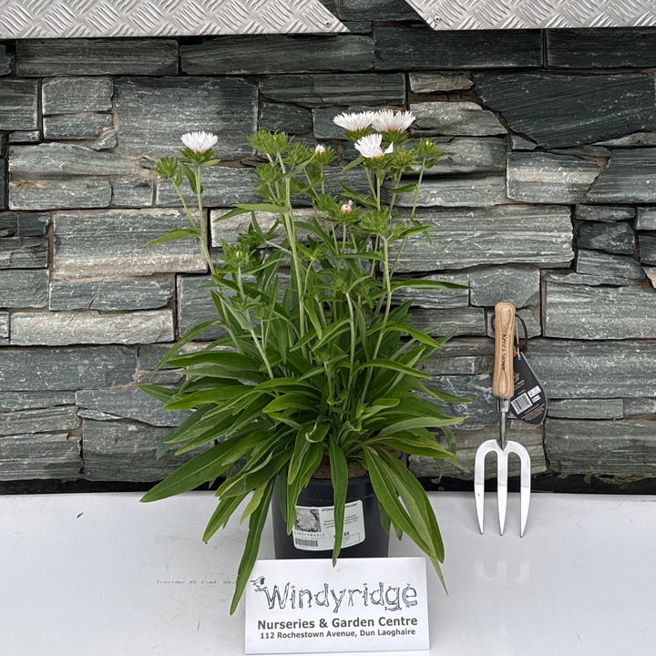 STOKESIA 'Whitecaps' 3L