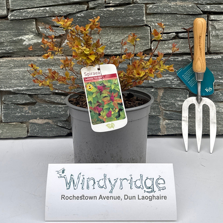 Spiraea Japonica Firelight - Shrubs - Windyridge Garden Centre