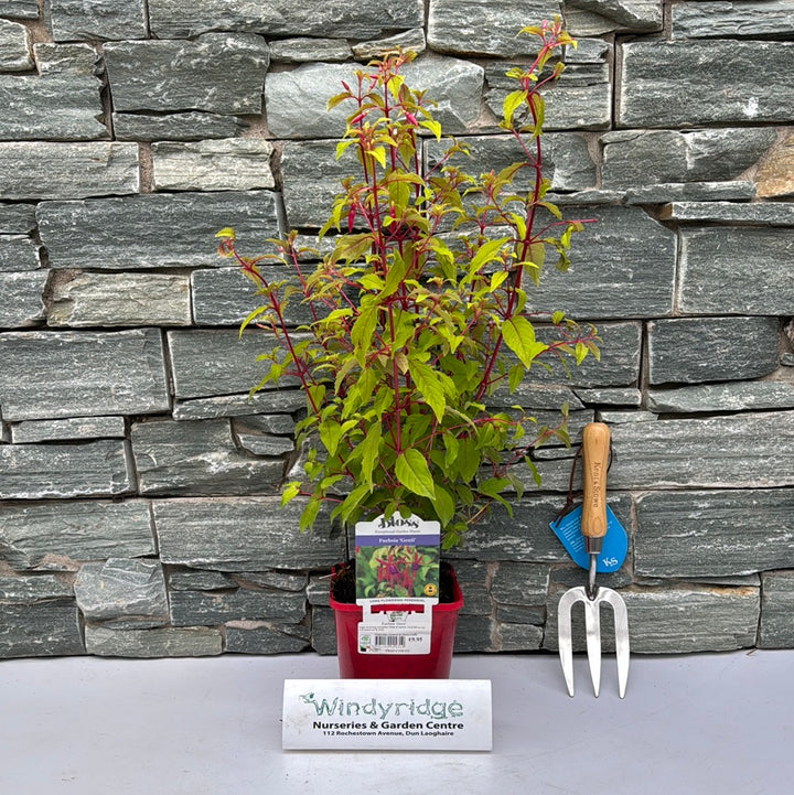 Fuchsia Genii