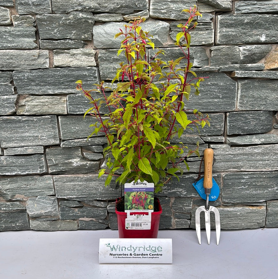 Fuchsia Genii - Shrubs - Windyridge Garden Centre