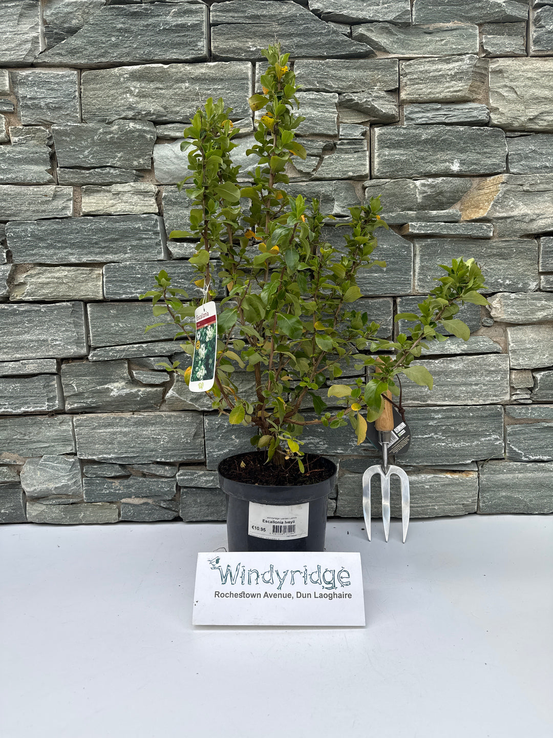 Escallonia Iveyii