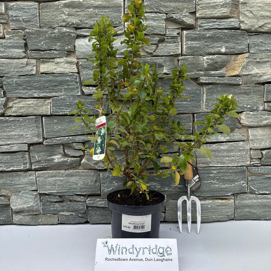 Escallonia Iveyii - Shrubs - Windyridge Garden Centre