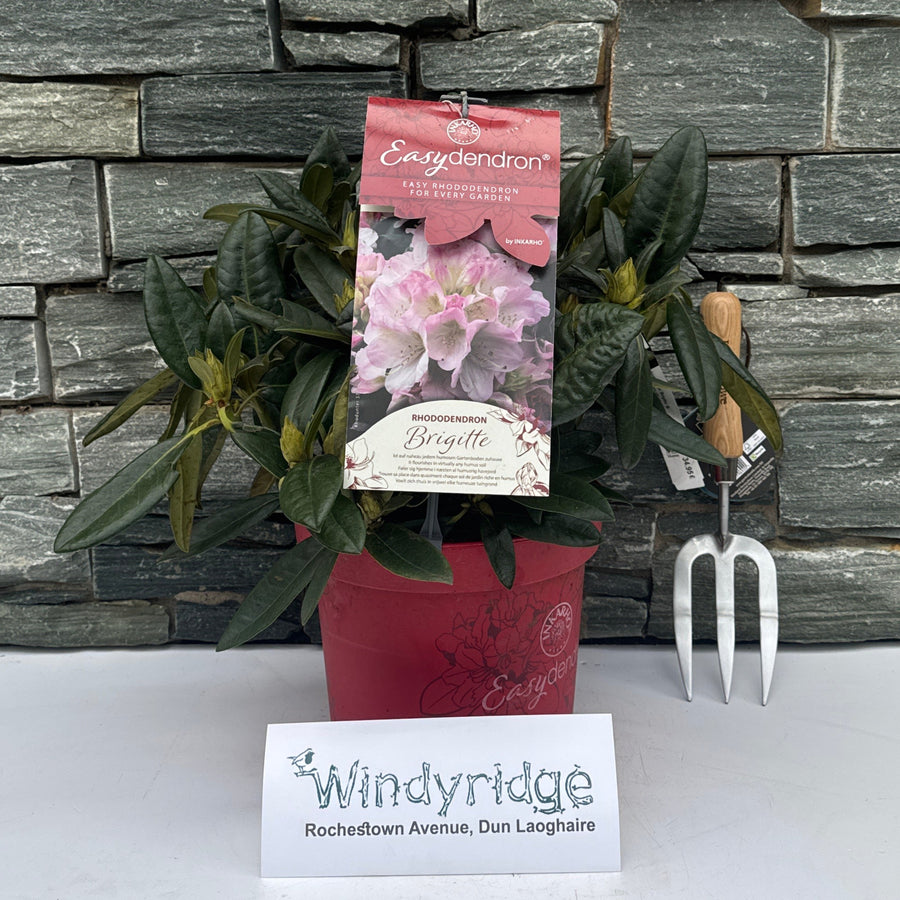 Rhododendron Hybr.Brigitte Iii - Shrubs - Windyridge Garden Centre