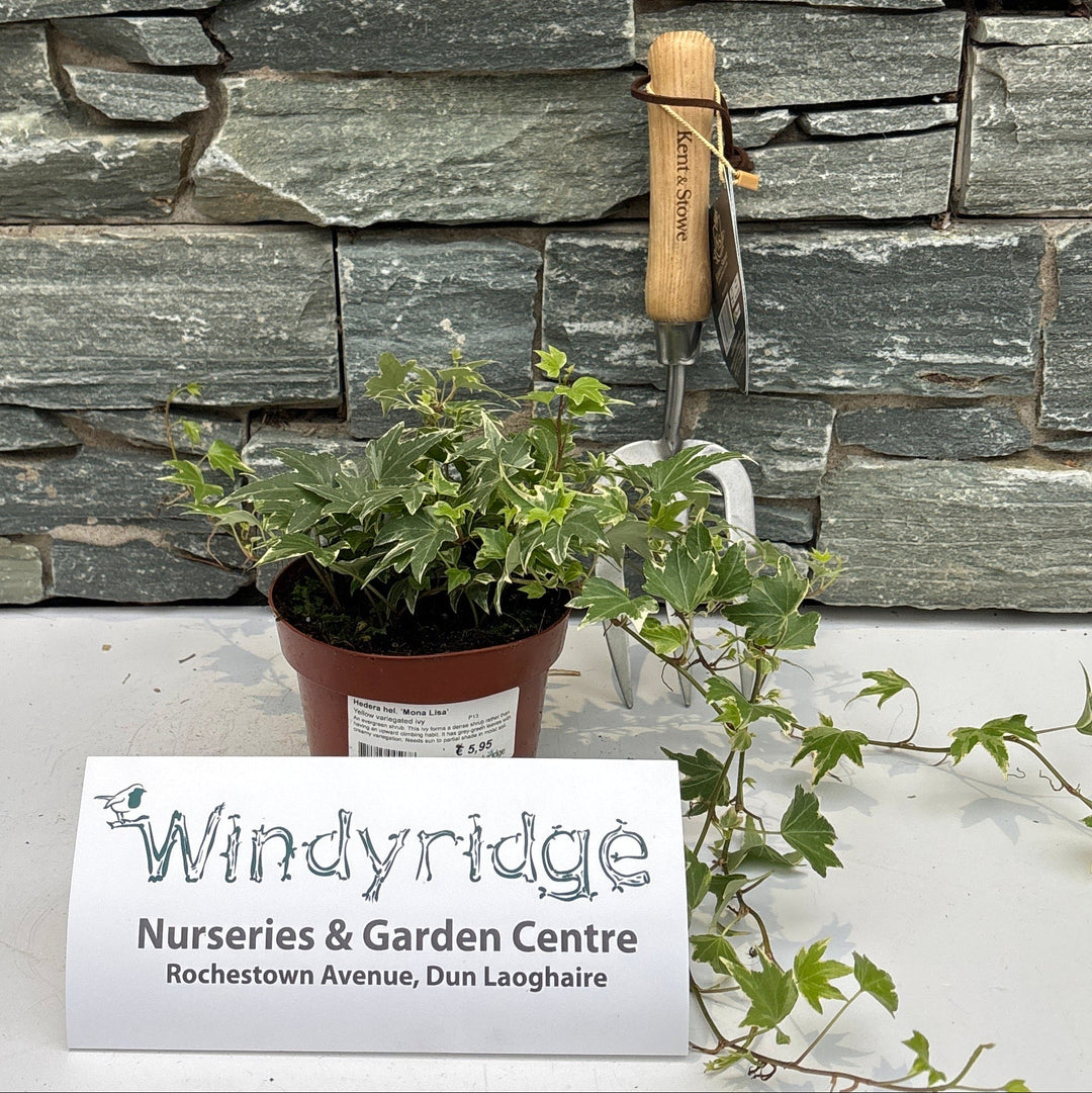 Potted plant with gardening tools against a stone wall, featuring Windyridge Nurseries & Garden Centre sign.