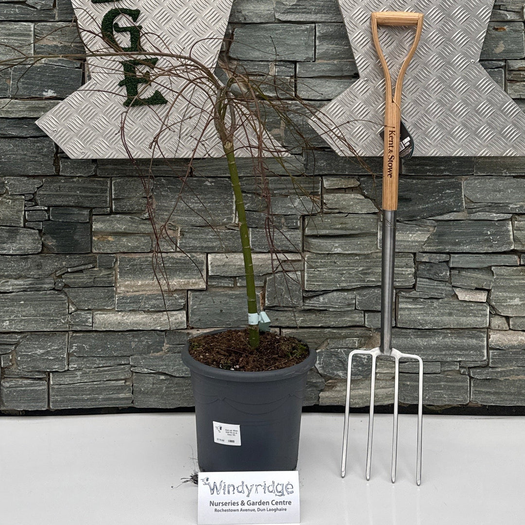 Acer Pal. Moss Gold 50 Cm St. Deco 15L. - Trees - Windyridge Garden Centre