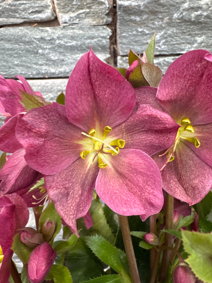 Helleborus Spring Sparkle Red  P15