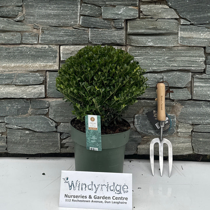 Ilex crenata Jenny 25 CM BALL C4