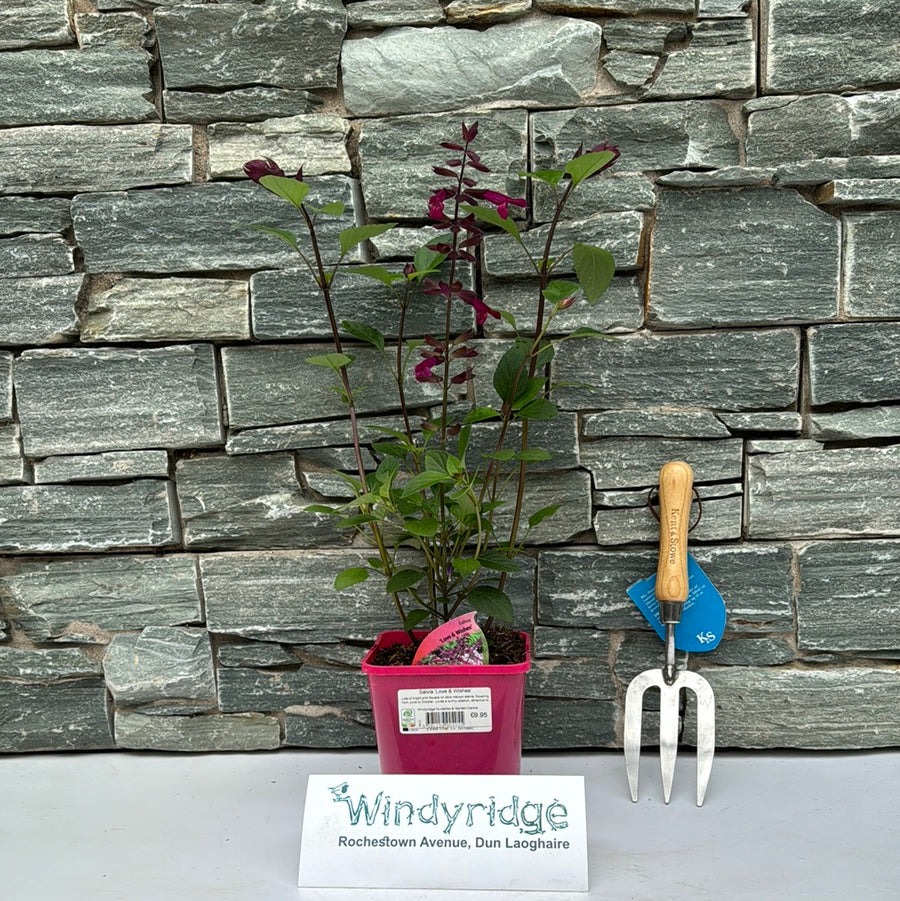 Salvia Love & Wishes - Herbaceous - Windyridge Garden Centre