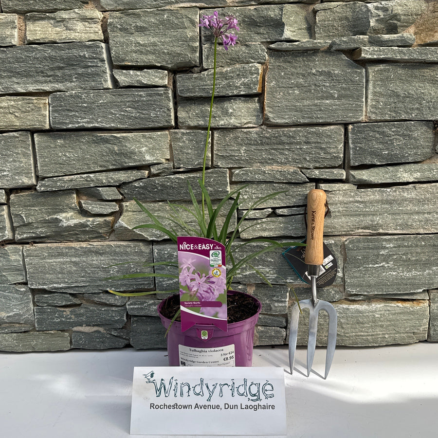 Tulbaghia Violacea - Herbaceous - Windyridge Garden Centre