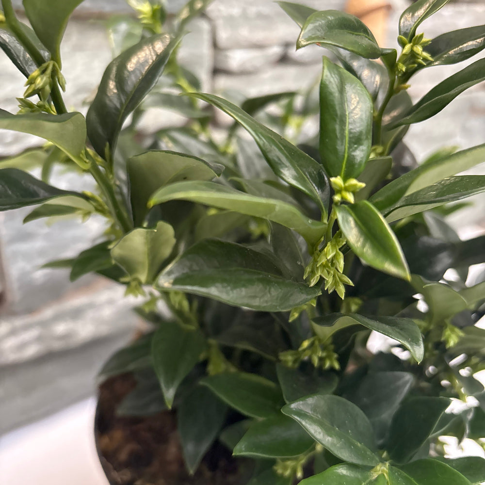 Sarcococca Confusa P17 - Shrubs - Windyridge Garden Centre