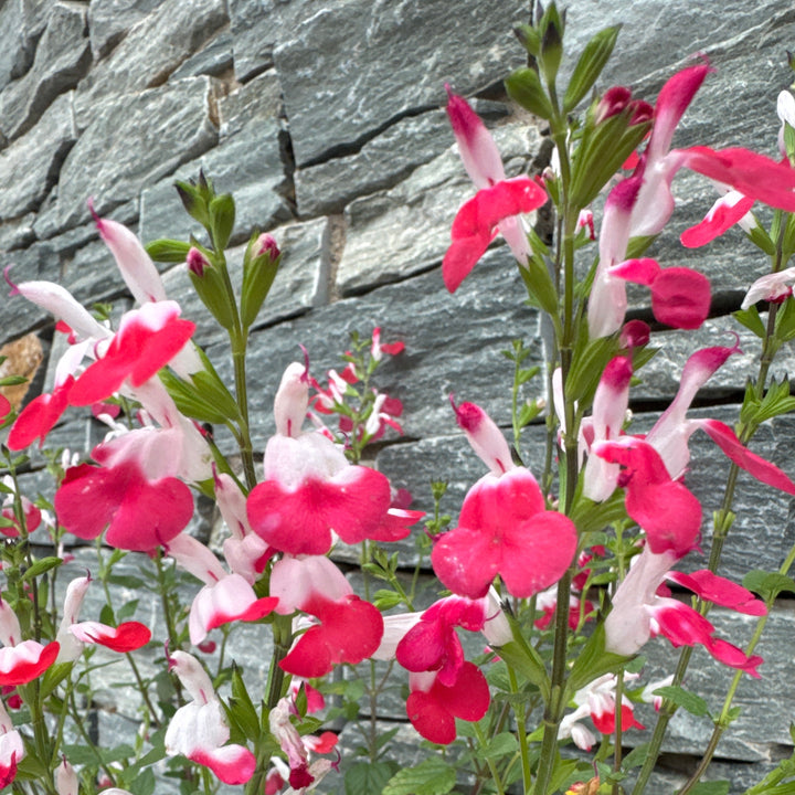 SALVIA micro. Hot Lips        3L