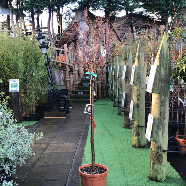 PRUNUS OKAME CLT 25   CIRC. TR. 10 - 12 CM  1/2 STD