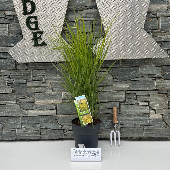 Panicum virgatum Buffalo Green
