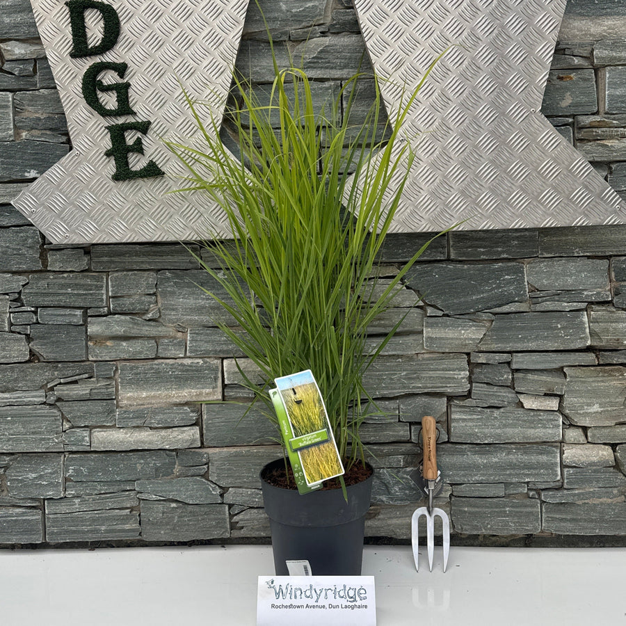 Panicum Virgatum Buffalo Green - Herbaceous - Windyridge Garden Centre
