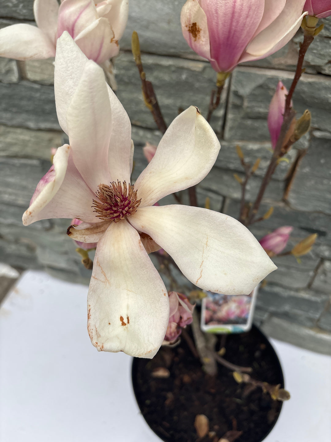 Magnolia soulangeana