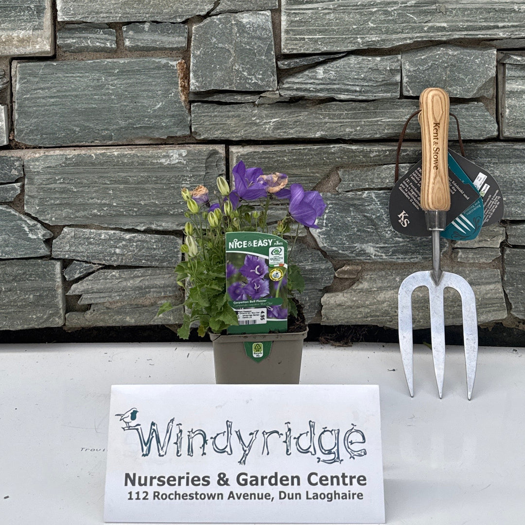 Campanula carp. 'Blaue Clips' 9CM