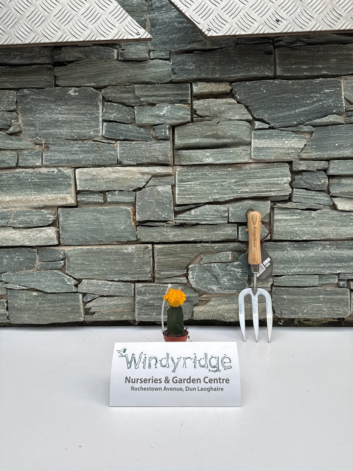 Chin Cactus (Gymnocalycium Mix)