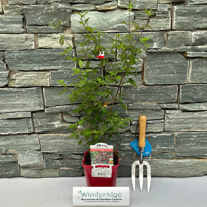Salvia Hot Lips Salvia Microphylla (2Ltr Pot)