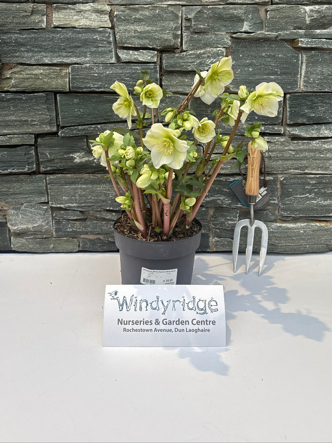 Helleborus Winter Sparkle White Blush  3 Ltr pot