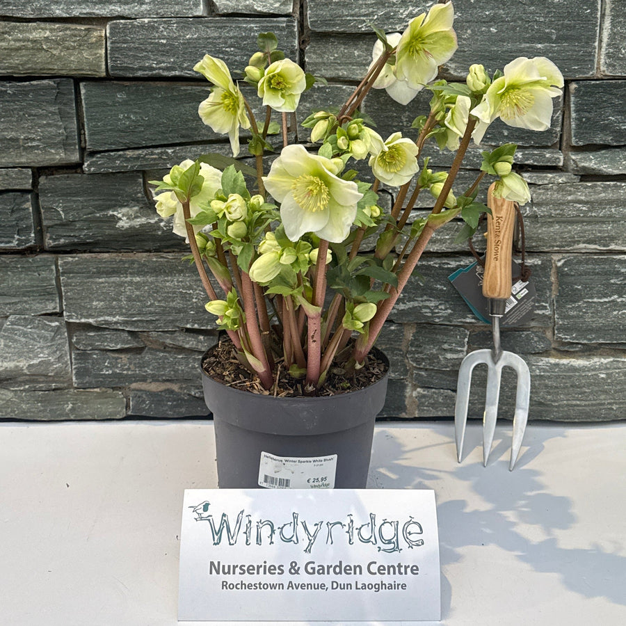 Helleborus Winter Sparkle White Blush  3 Ltr Pot - Herbaceous - Windyridge Garden Centre