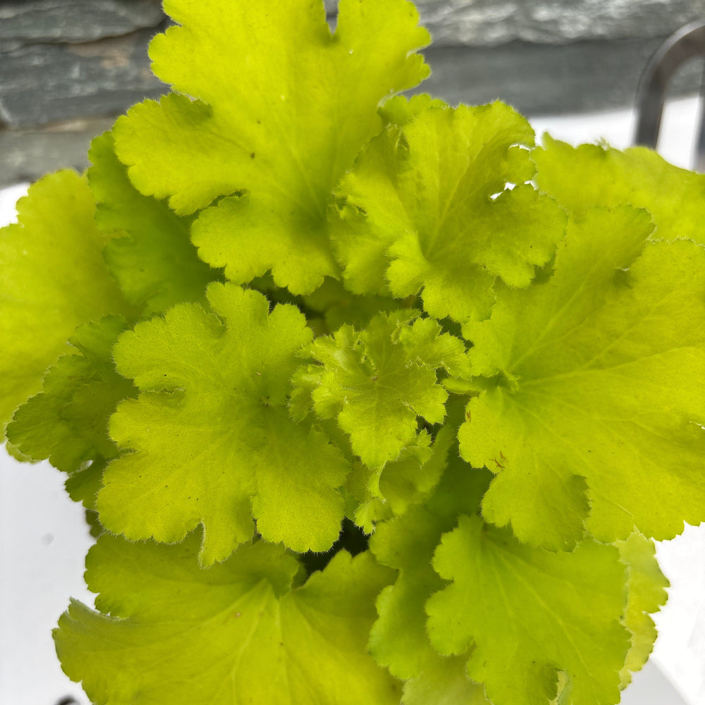 Close-up of bright green leaves against a neutral background