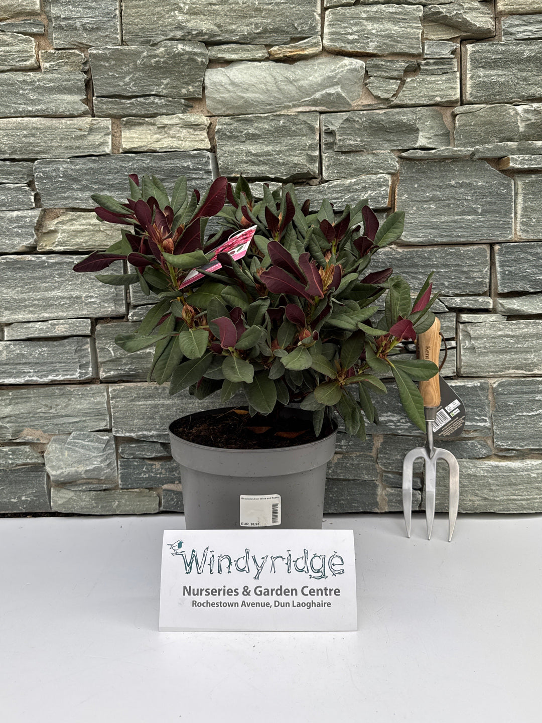 Rhododendron Wine and Roses