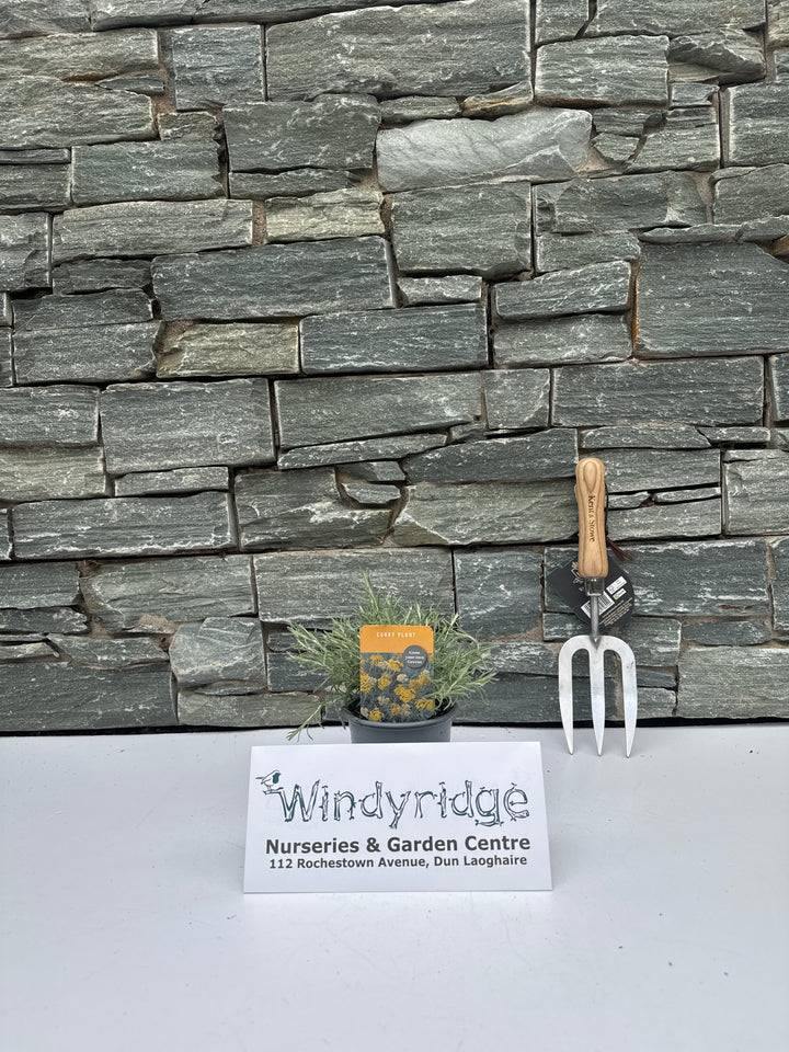 Herb Curry Plant 10.5cm