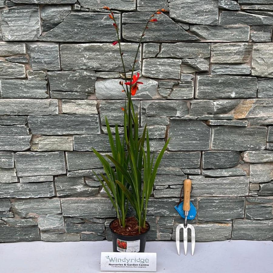Crocosmia Babylon - Herbaceous - Windyridge Garden Centre