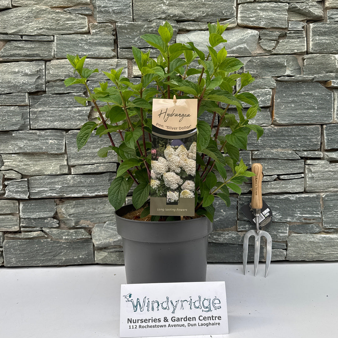 Hydrangea Paniculata Silver Dollar C7.5