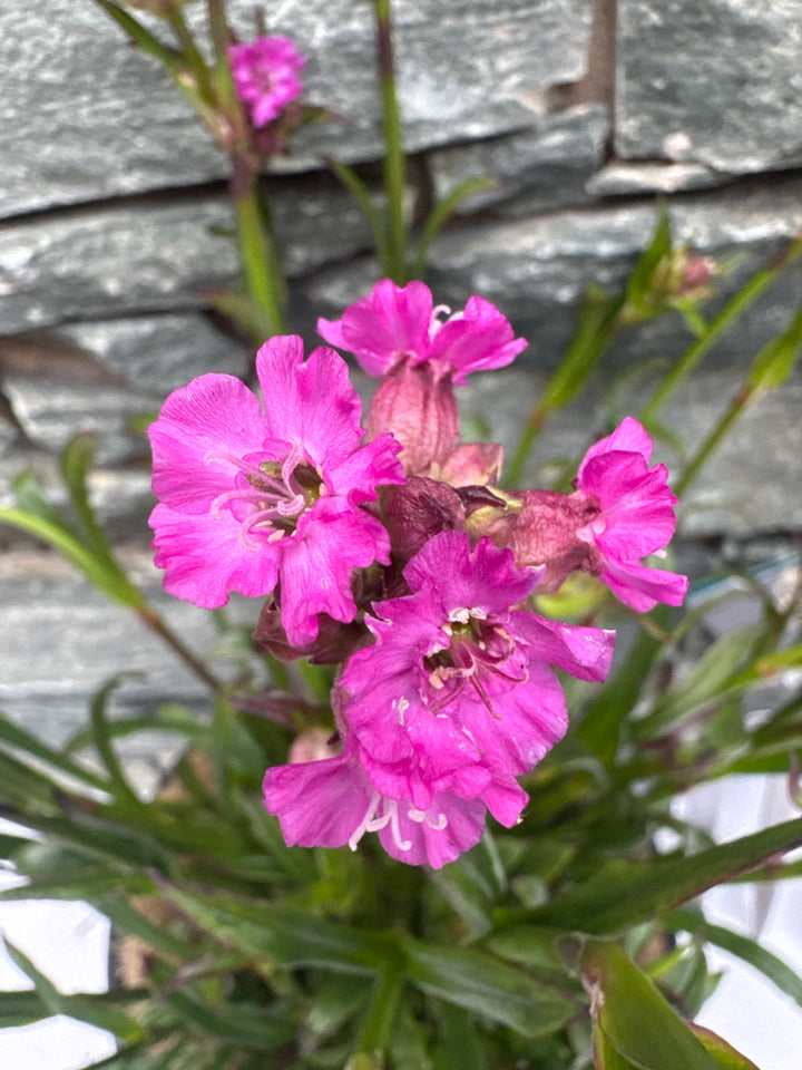 LYCHNIS Cherry Bubbles