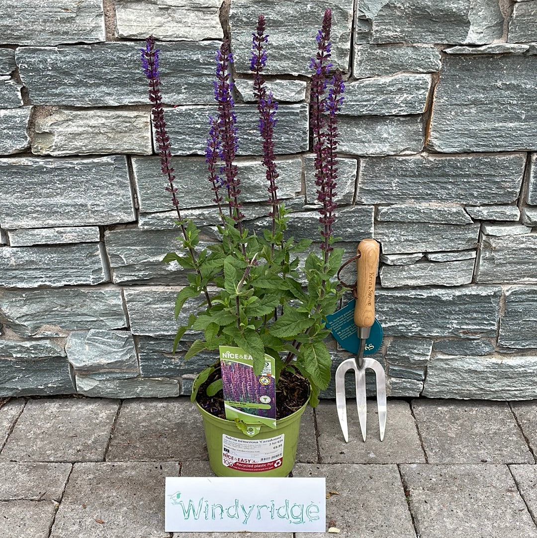 Garden Sage Salvia Nemerosa Caradonna (2Ltr Pot)