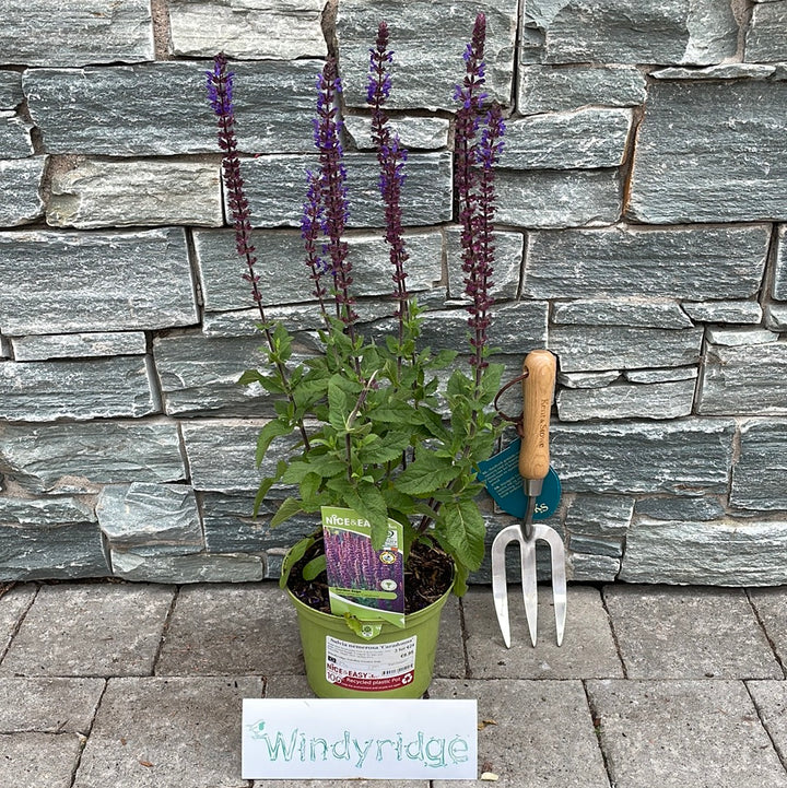 Garden Sage Salvia Nemerosa Caradonna (2Ltr Pot)