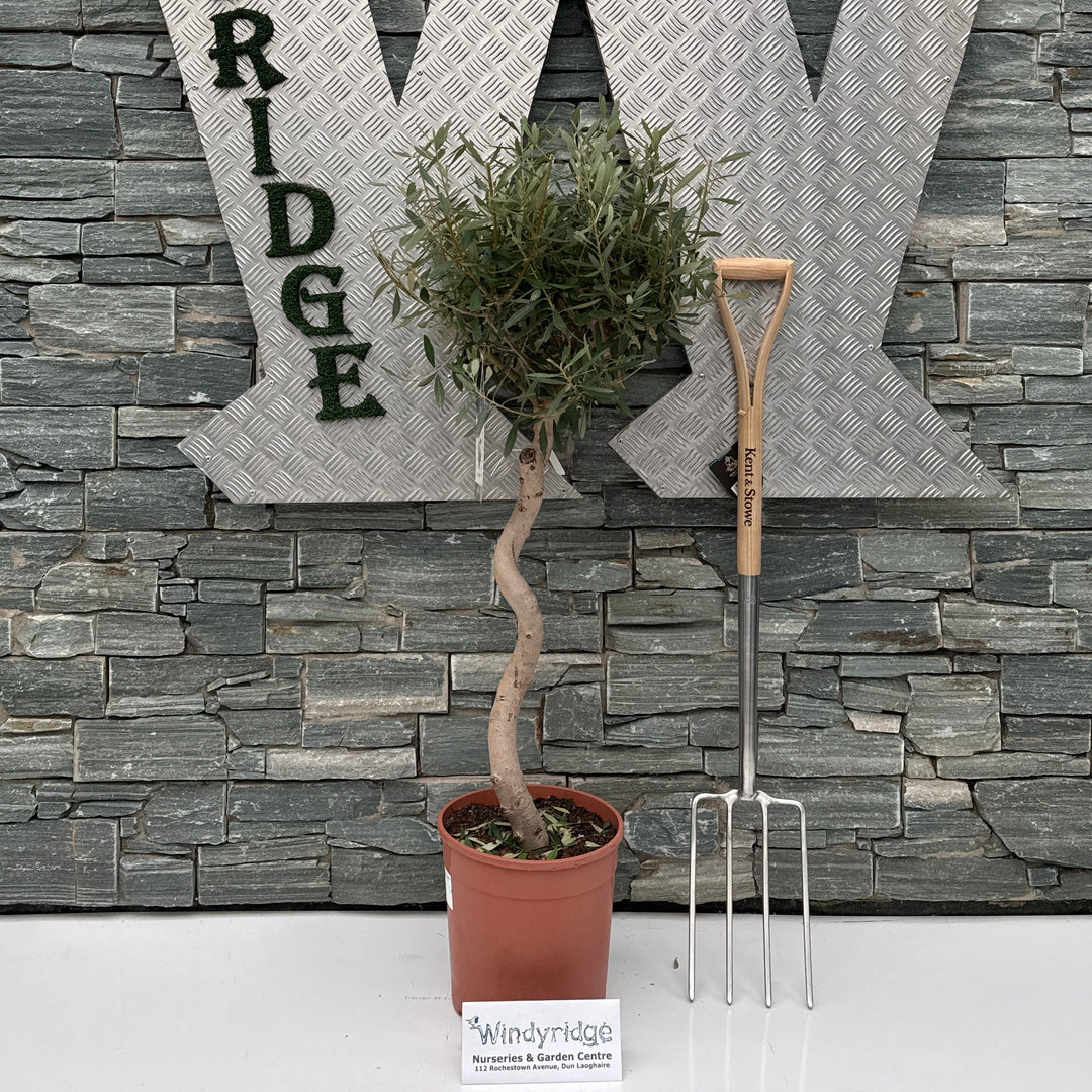 Olea Europaea Single Spiral P26