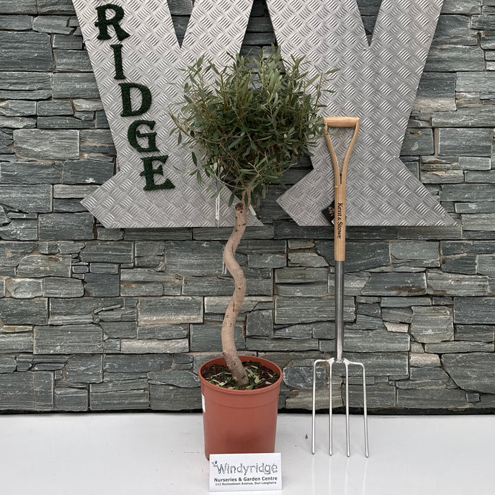 Olea Europaea Single Spiral P26