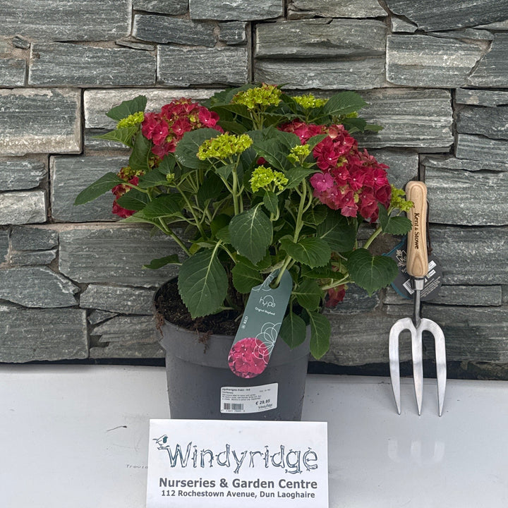 Hydrangea macr. red P23, 10+ flwr.