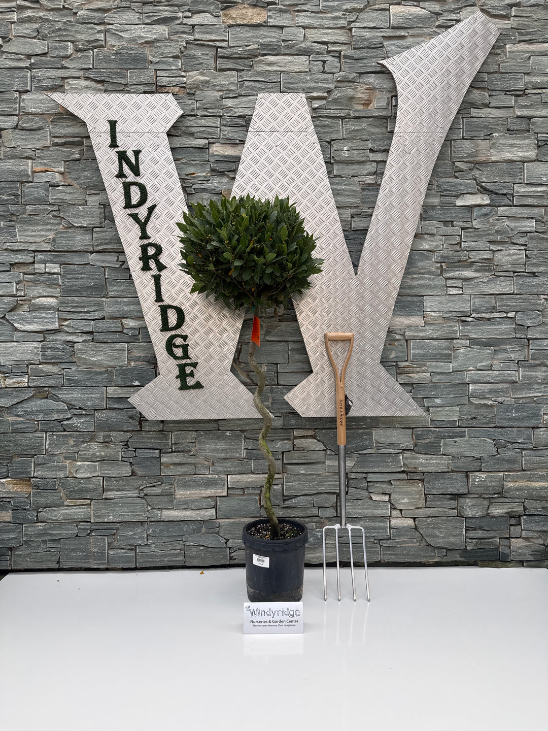 Laurus Nobilis Spiral P25 160cm