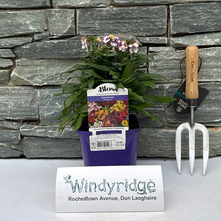 Erysimum Winter Charm