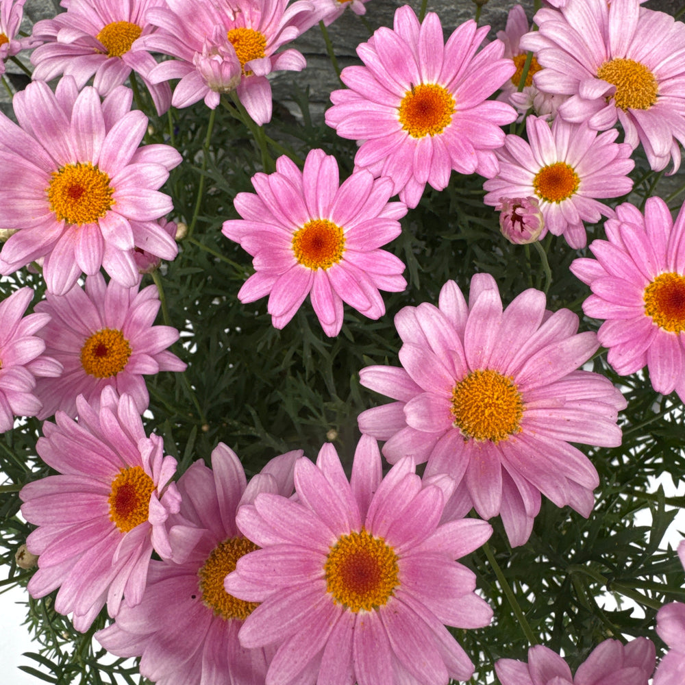 Argyranthemum Pink - Herbaceous - Windyridge Garden Centre