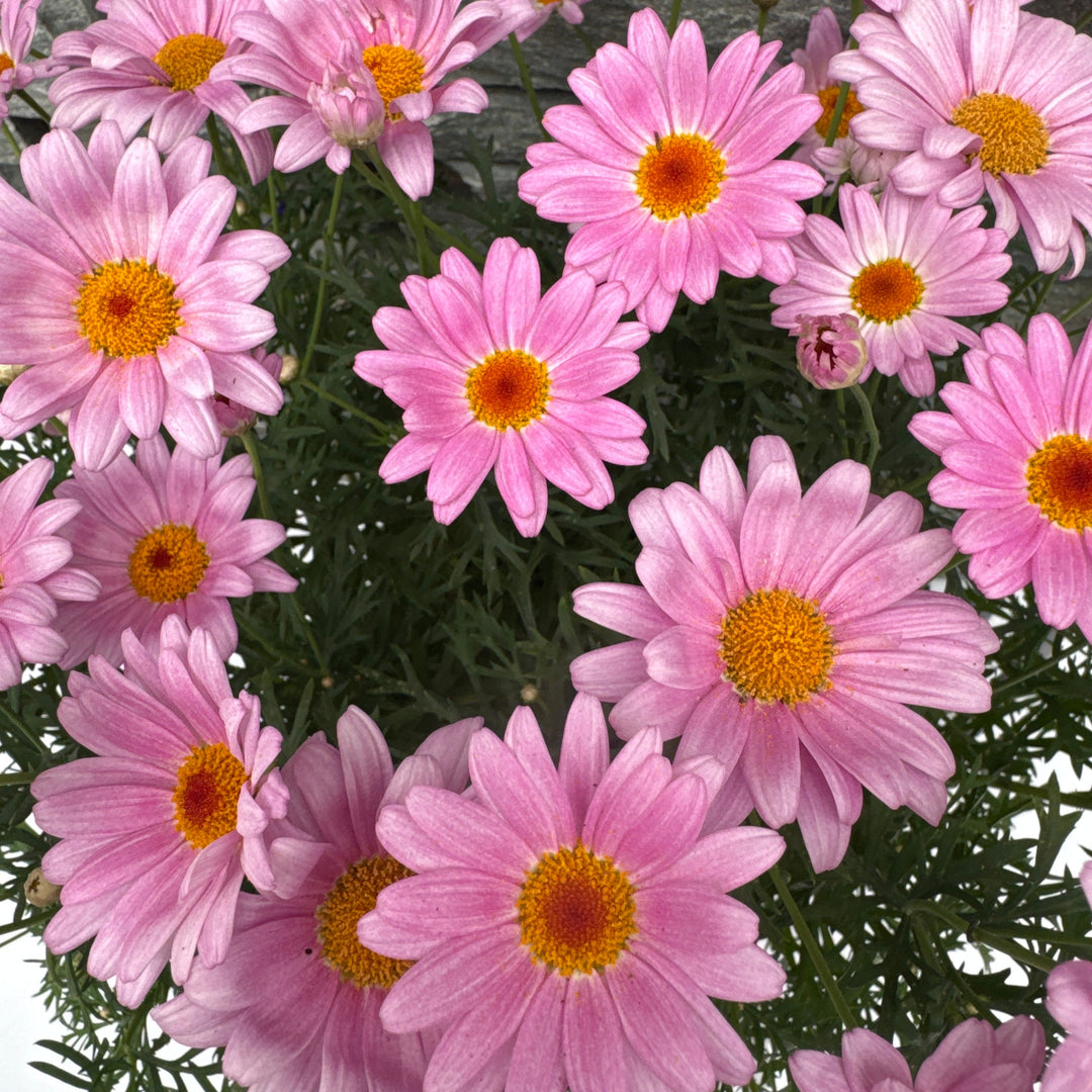 Argyranthemum Pink