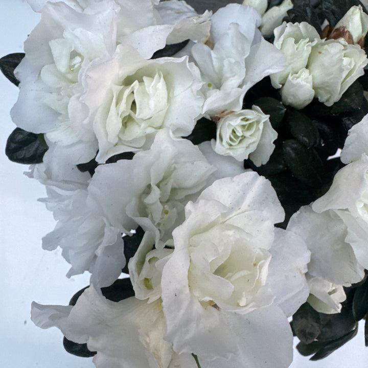 Azalea Hortinno Christine Belli  P9