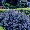 Ceanothus Victoria - Shrubs - Windyridge Garden Centre