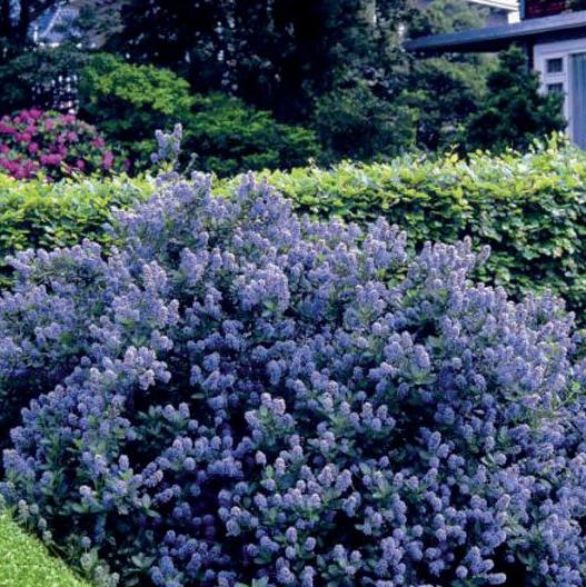 Ceanothus Impressus Victoria - Shrubs - Windyridge Garden Centre