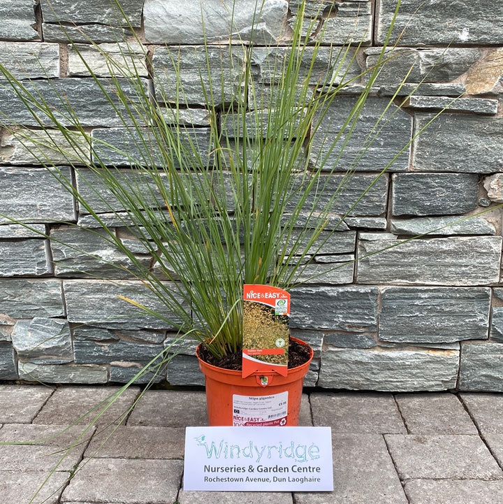 Stipa gigantea