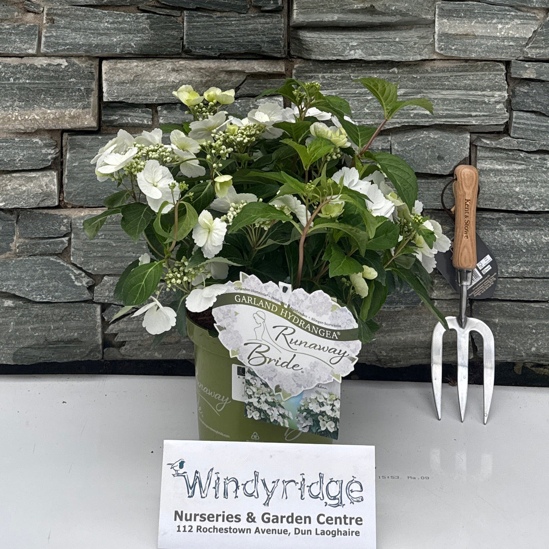HYDRANGEA RUNAWAY BRIDE