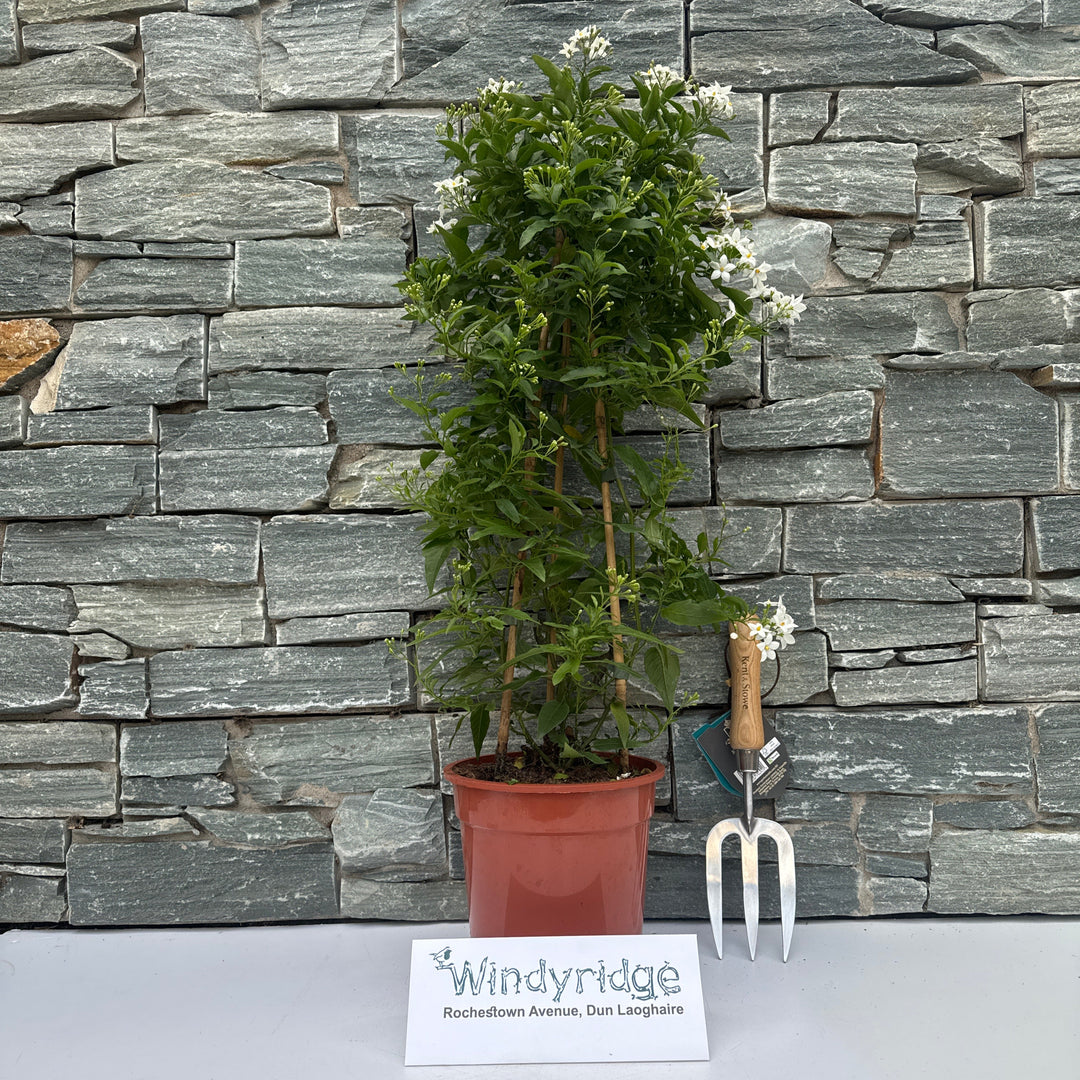 Solanum jasminoides pyramid