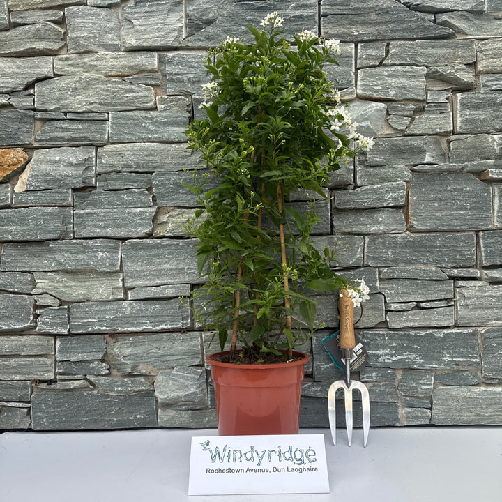 Solanum jasminoides pyramid